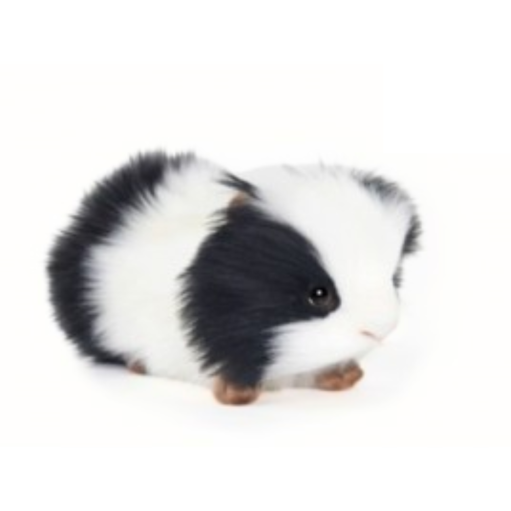 Guinea Pig