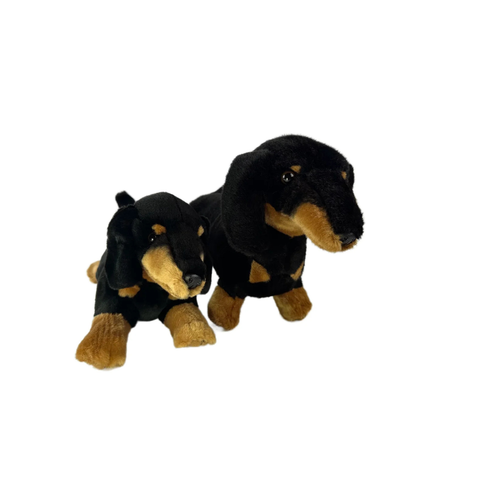 Buddy (Dachshund - Black and Tan)