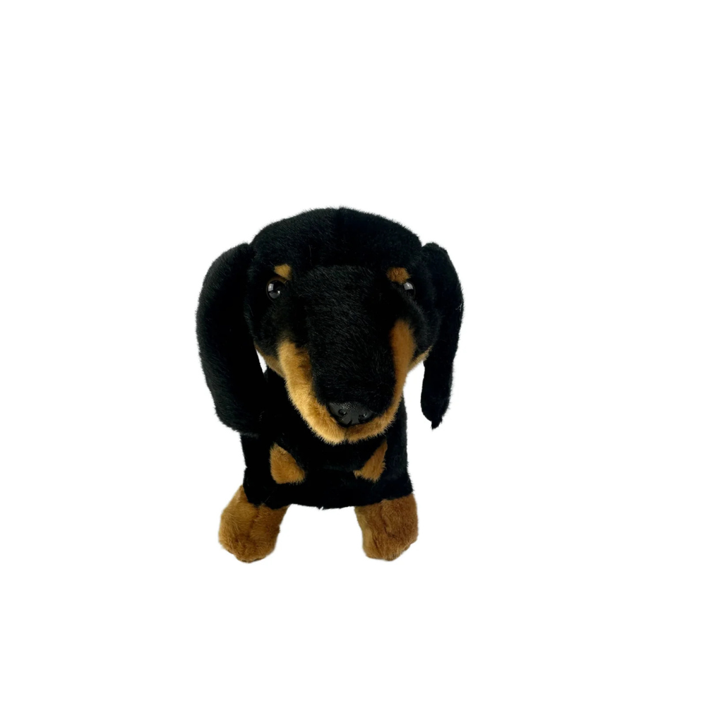 Buddy (Dachshund - Black and Tan)