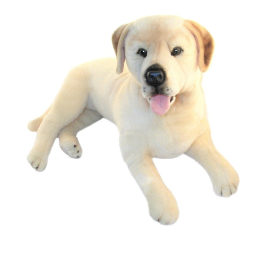 Beau - Labrador