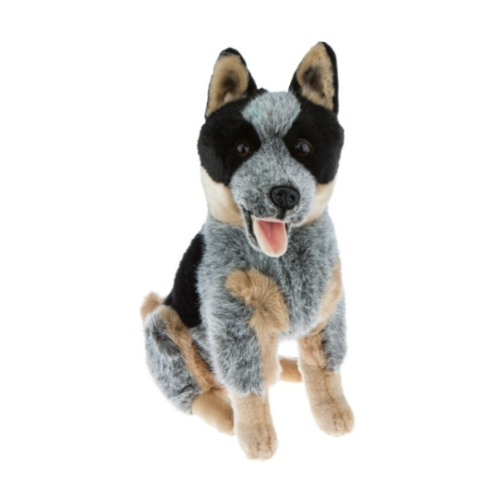 Rocky - Australian Blue Cattle Dog
