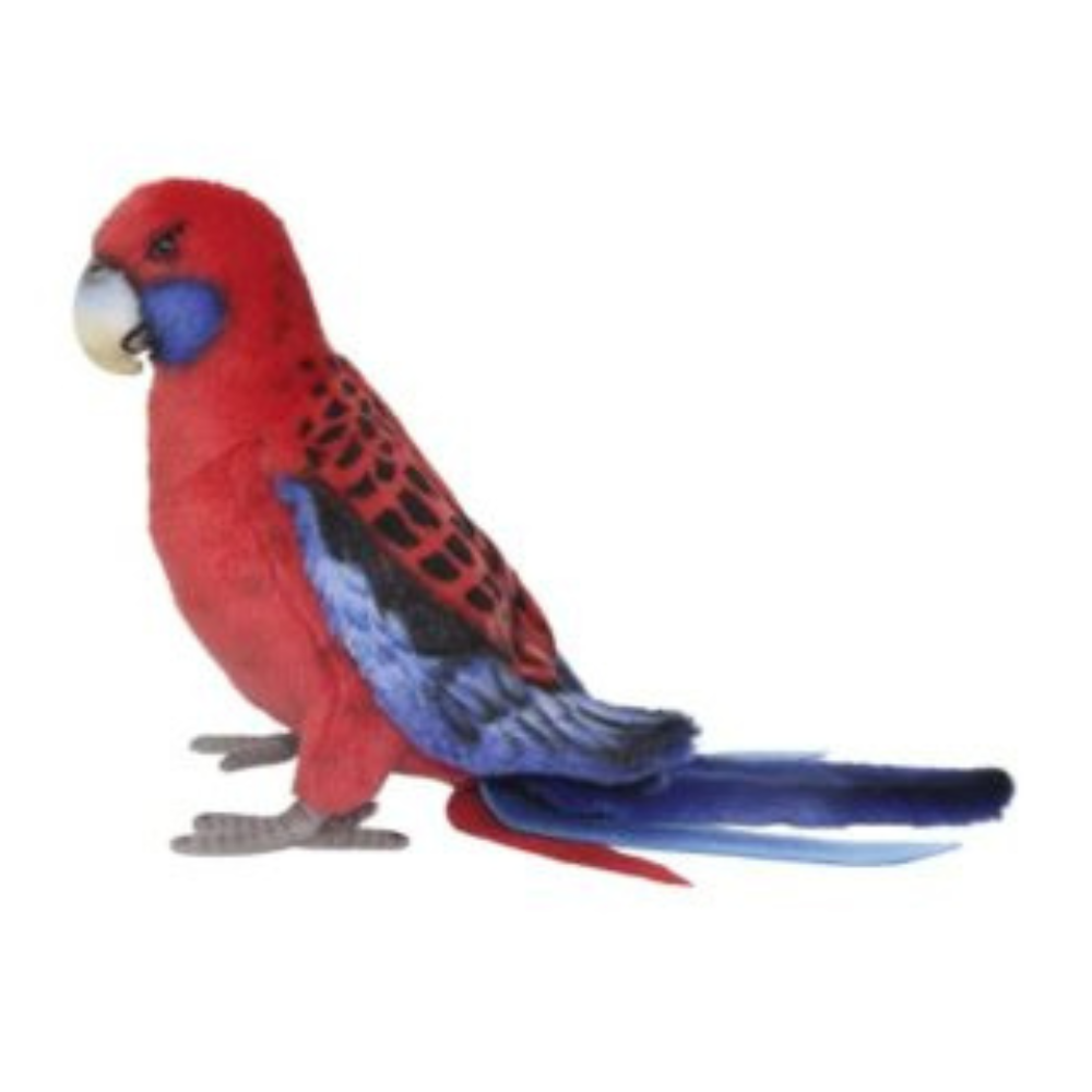 Australian Parrots