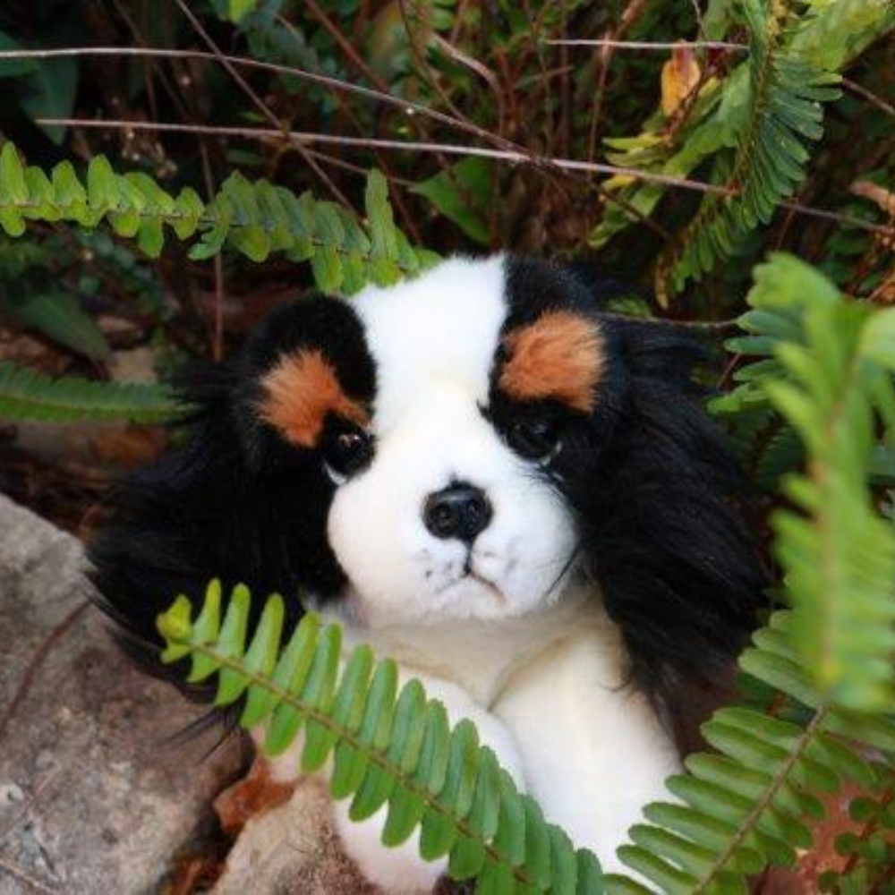 Alex – Cavalier King Charles Spaniel