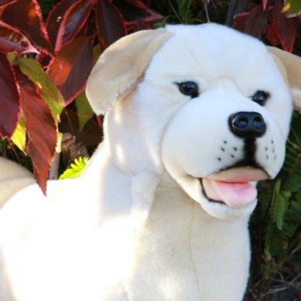Beau - Labrador