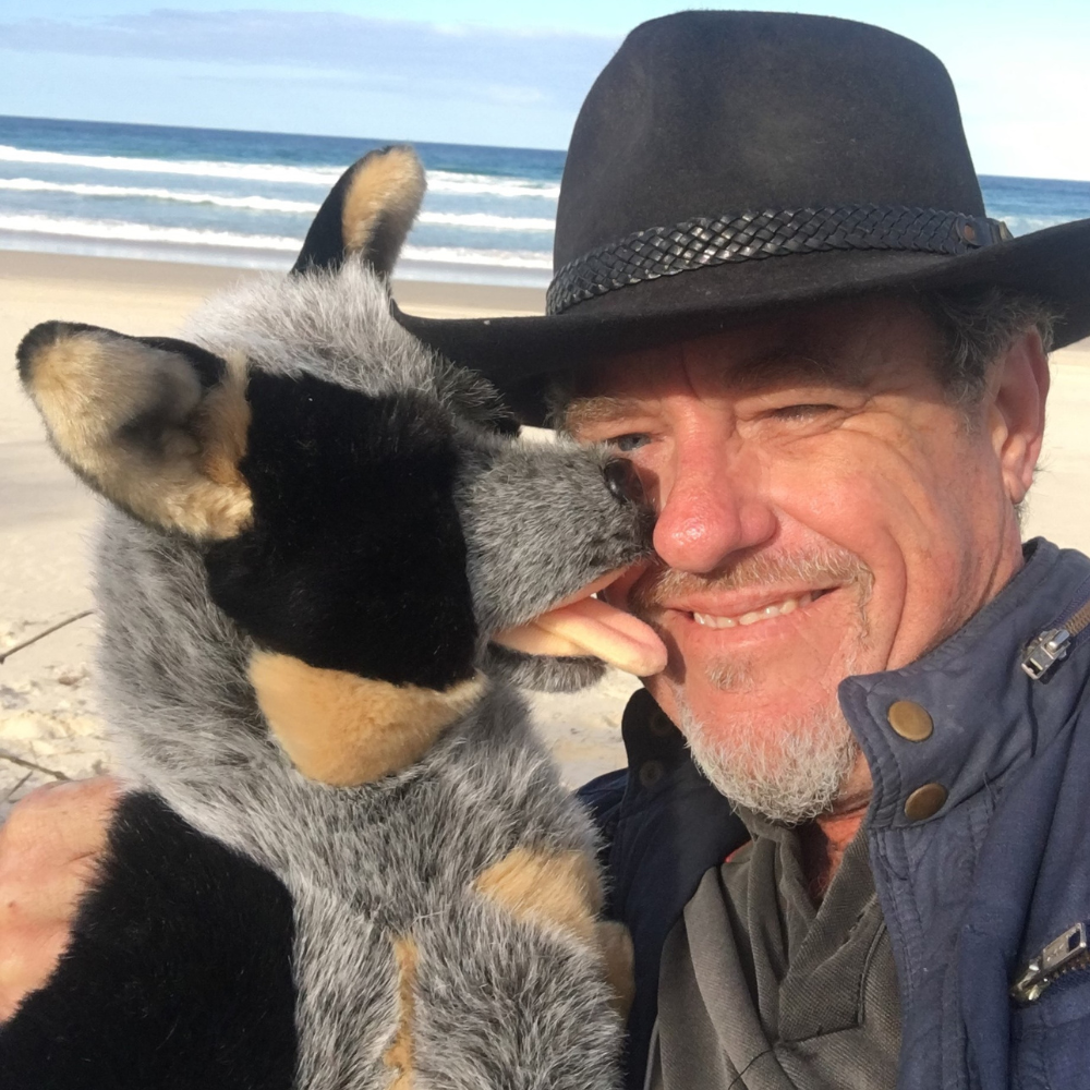 Rocky - Australian Blue Cattle Dog