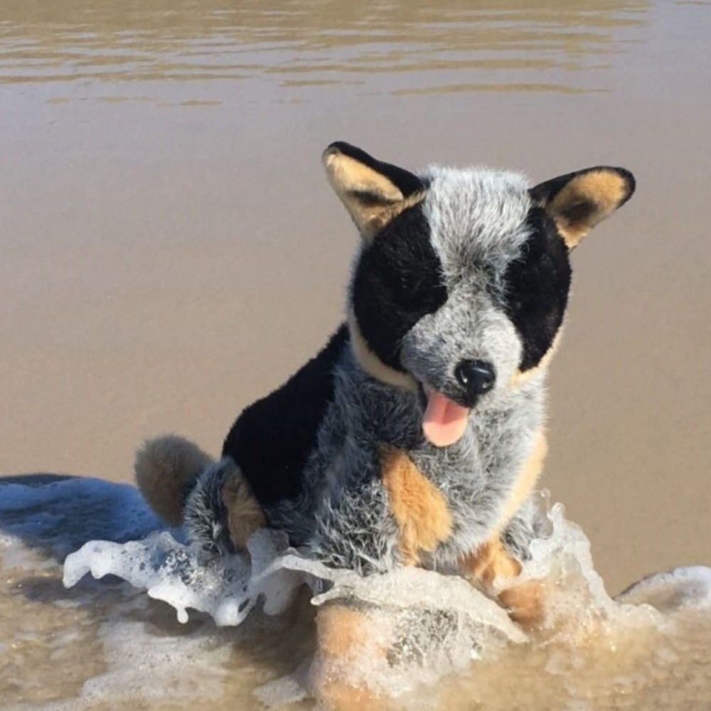 Rocky - Australian Blue Cattle Dog
