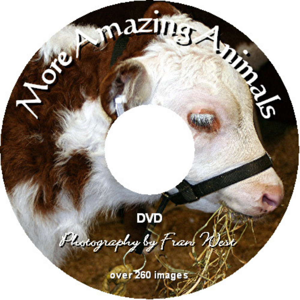 Picture DVD’s