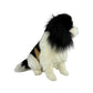 Chester - Cavalier King Charles Spaniel - 32cm sitting