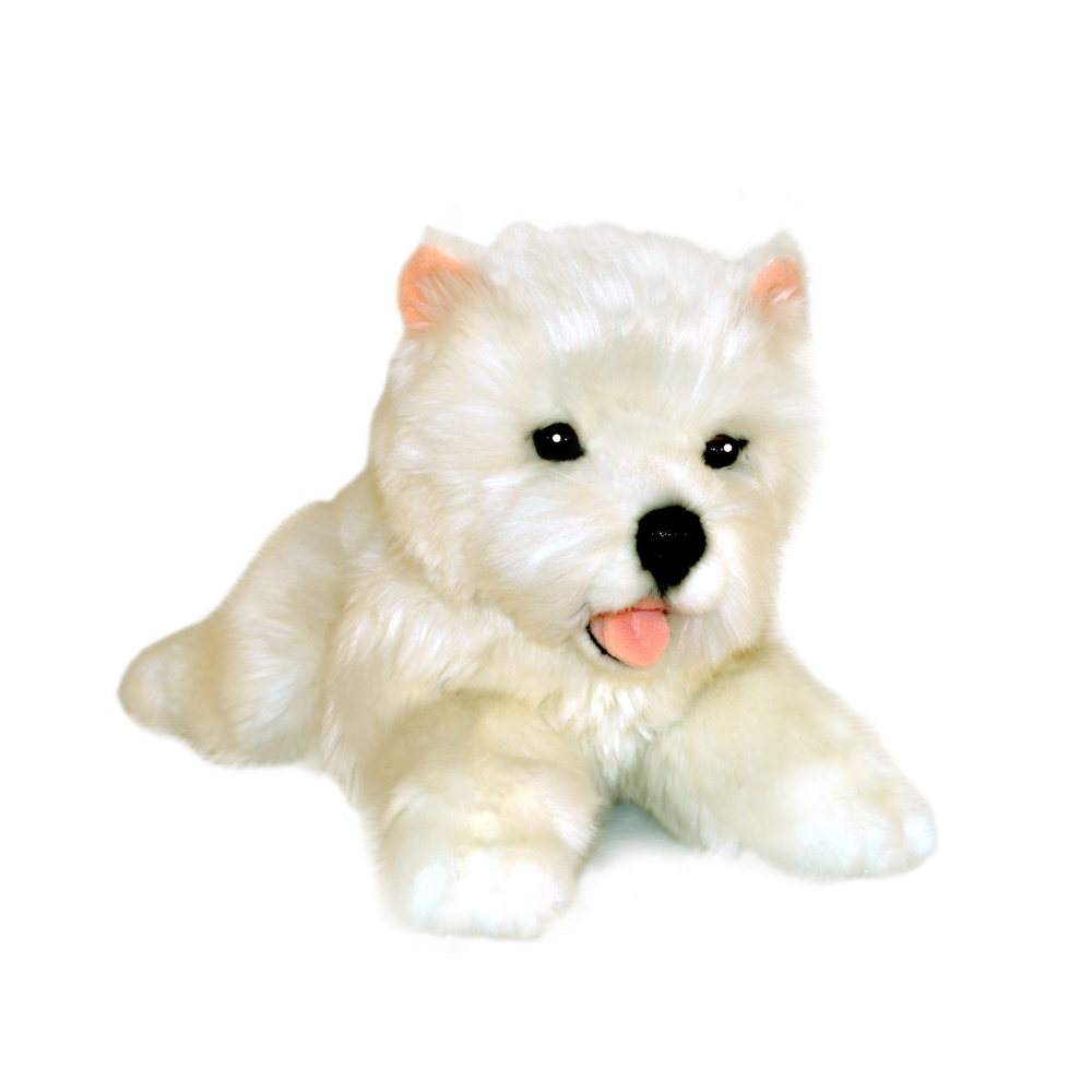 Pookie – West Highland White Terrier puppy