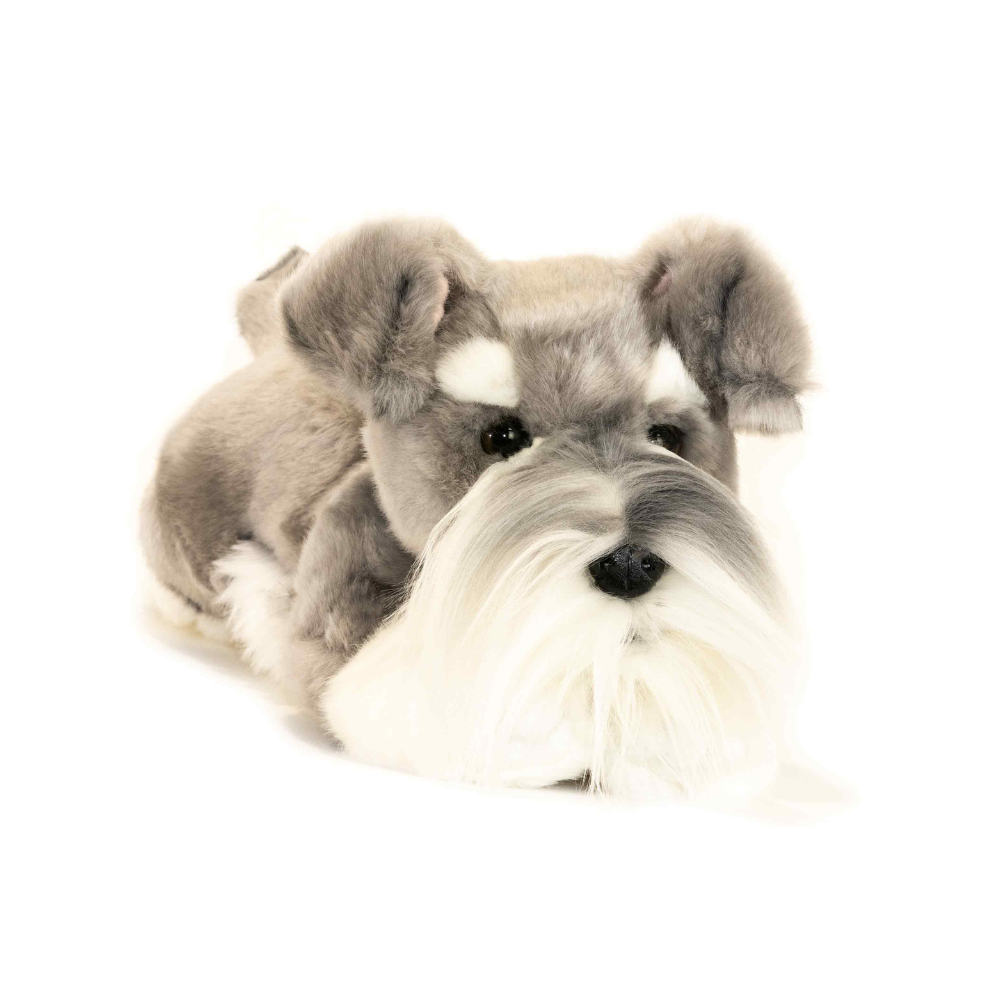 Scoobie – Schnauzer puppy