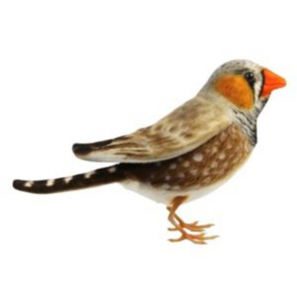 Backyard Birds
