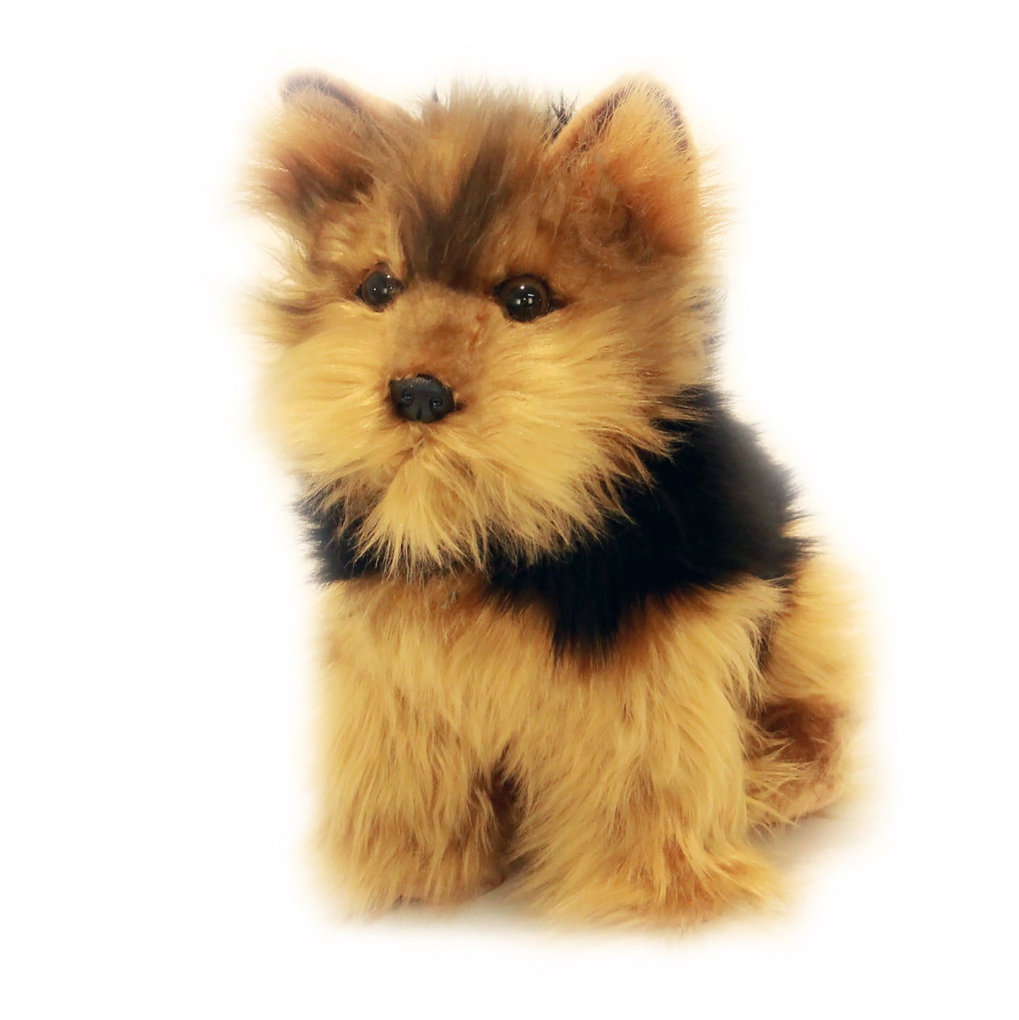 Archie – Australian Yorkshire Terrier